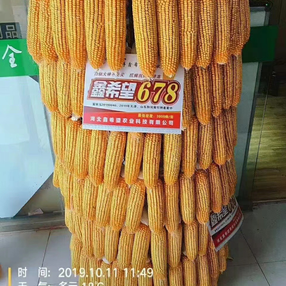 Wholesale Corn Seed Xin Hope 678 Manufacturer Direct Supply Corn Seed Corn Seed Wholesale Corn