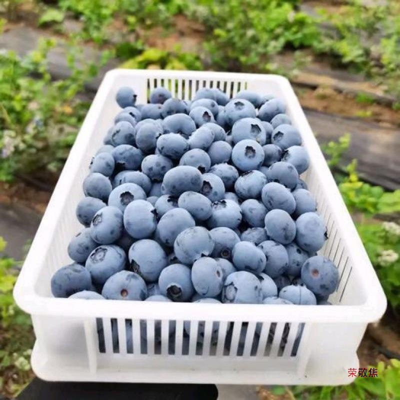 Freshly Picked Blueberries from the Place of Origin, Fresh Blueberries, Freshly Picked Seasonal Fresh Blueberries, Baby Food Supplement Fruits, Drop Shipping