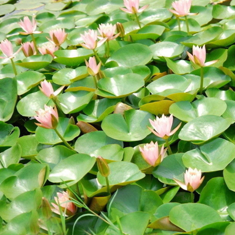 Base Straight Hair Water Lily Root Block Hydroponic Bowl Water Lily Root Seedlings Large Water Lily Root with Buds Shipped for Work