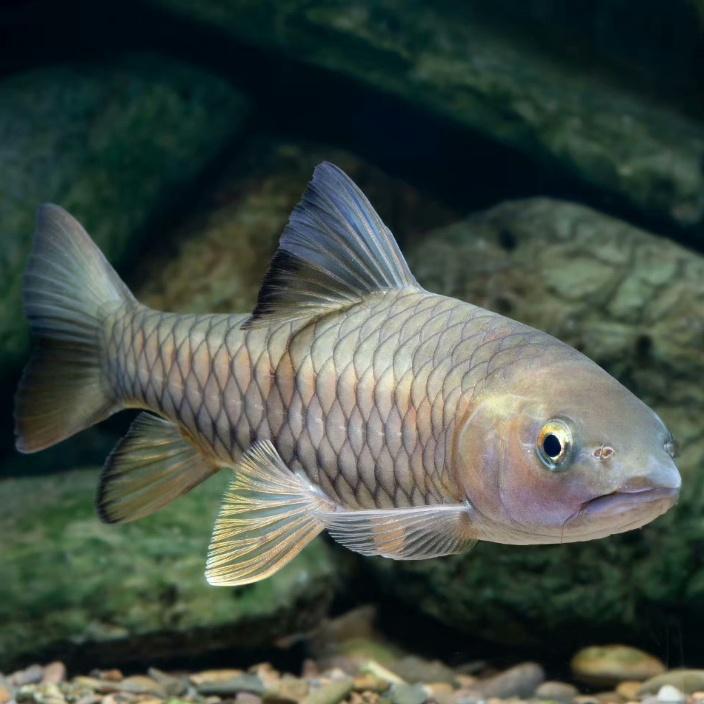 Military Fish Fry, Light Barbed Bar, Light Fish, Freshwater Cultured Edible Ornamental Fish, Huangjuan Fish, Cold Water Fish, Hard Fish, Yellow Fin Military Fish