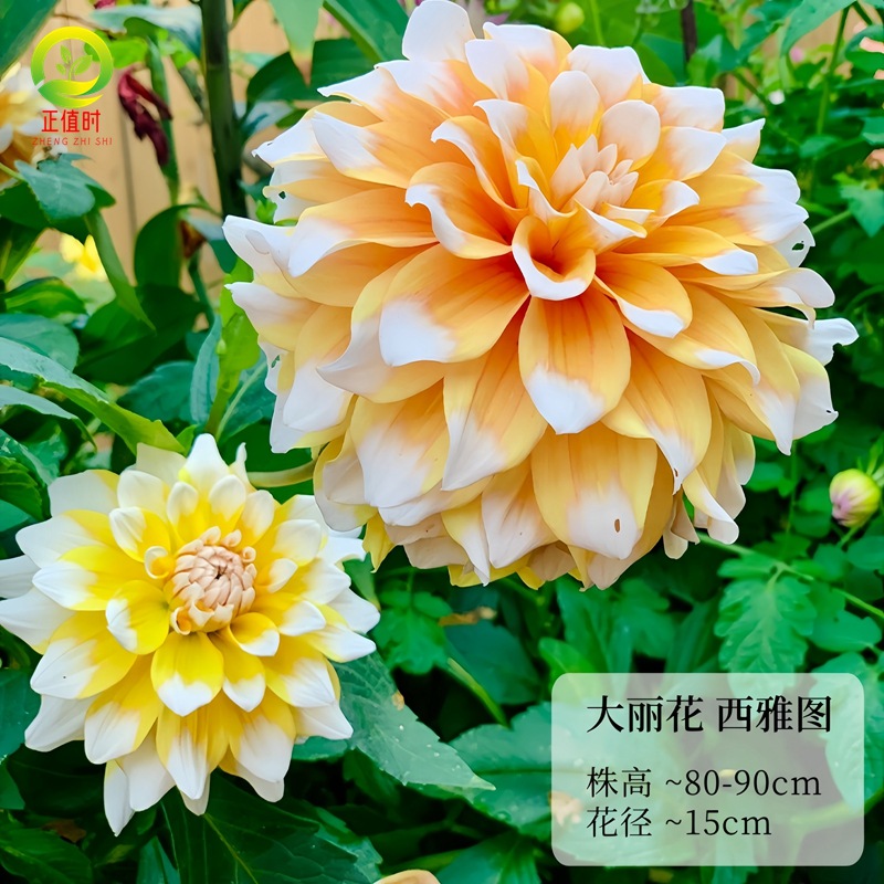 Луковицы георгинов, императорские саженцы георгинов, кремовые персиковые георгины, гигантские луковицы георгинов, горшечные растения