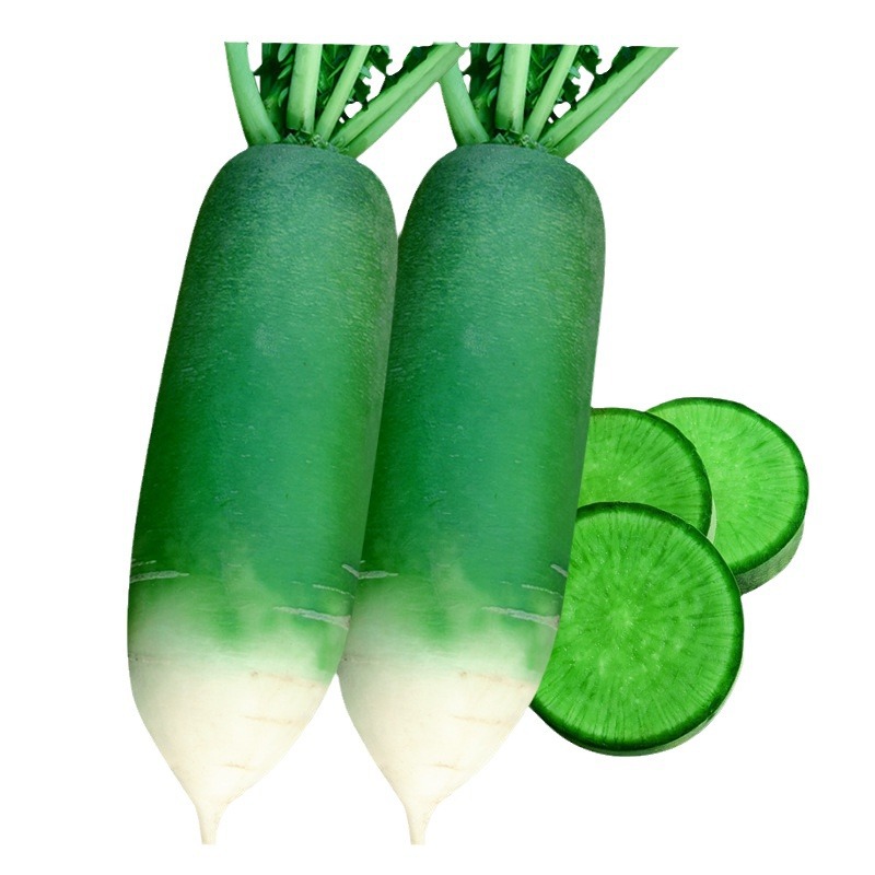 Source Manufacturer Wholesale Radish Seeds Collection Autum White Radish Red Carrot Shawo Fruit Green Radish Seeds