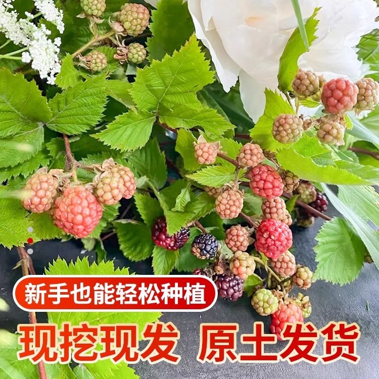 Red Raspberry Seedlings Potted for Planting in the North and South, Indoor Balcony Raspberry Courtyard Ground Planting Fruit Saplings Bearing Fruit in the Same Year