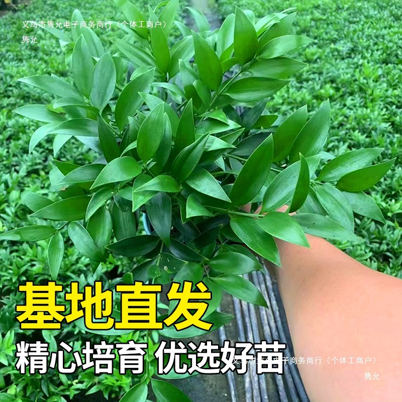 Bamboo and Cypress Mosquito Repellent Bamboo Hydroponic Plants Indoor Living Room Water-Cultured Green Plants Flower Pots Office Desktop Easy to Maintain in All Seasons