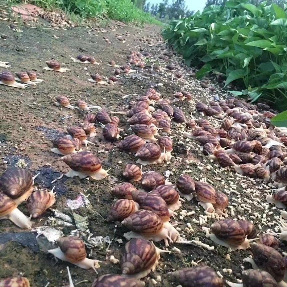 Улитка съедобная, научный эксперимент, белый нефрит, улитка, маленькая и большая съедобная улитка, нетоксичный питомец, настольная корова