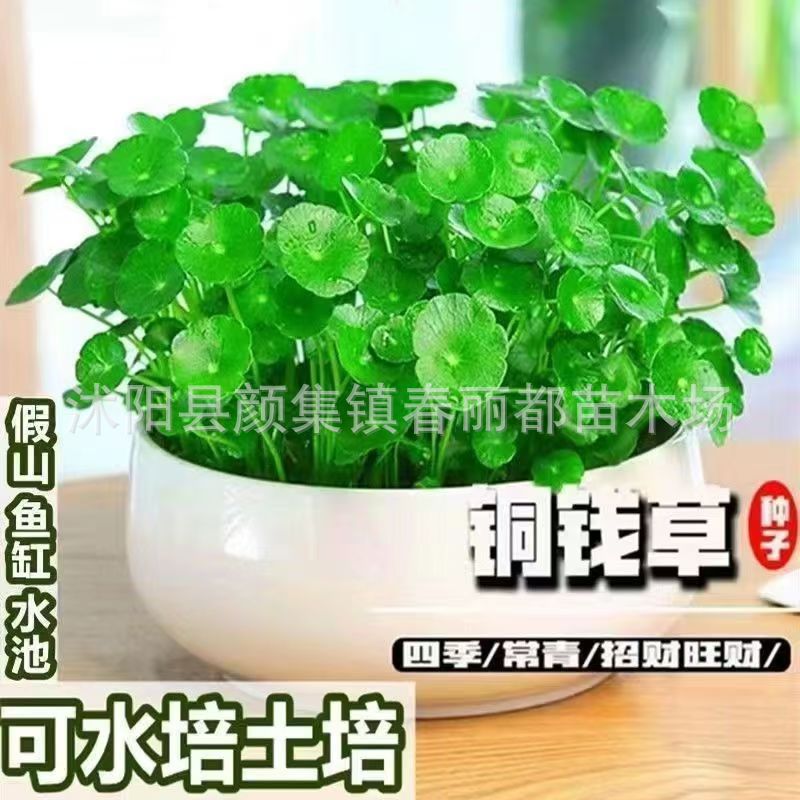 Cross-Border Wholesale E-Commerce Specializes in Water-Cultured Seeds, Hydroponic Plants, Flower Potted Plants, Indoor Evergreen Pennywort Seeds