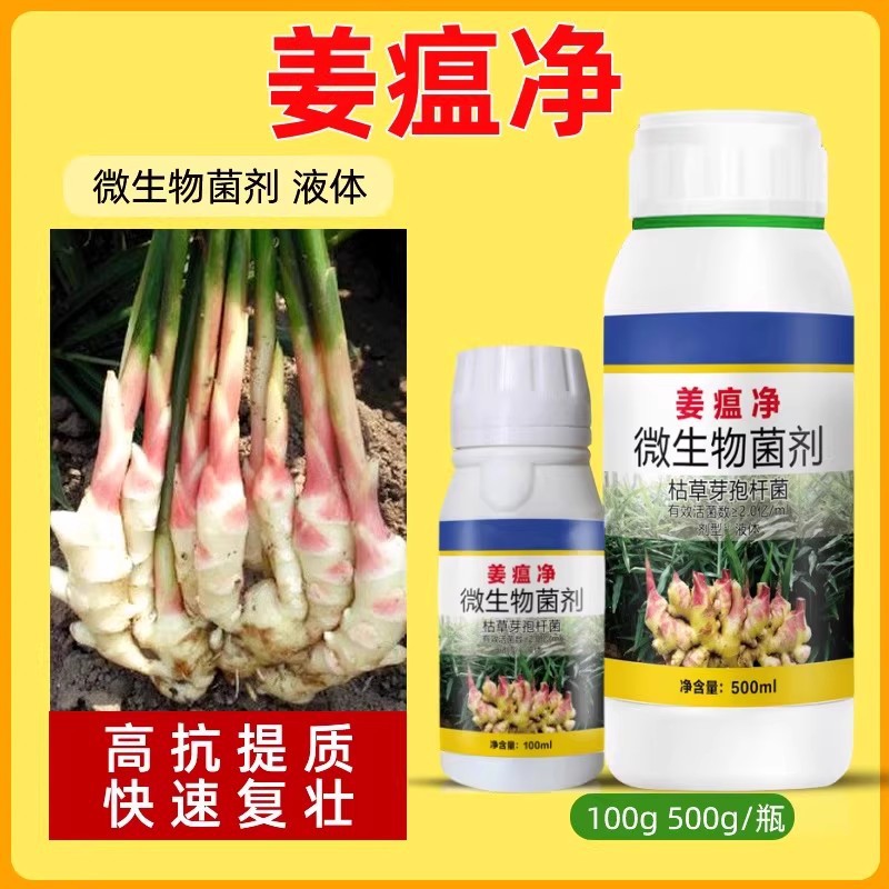 Ginger Distemper, Ginger, Ginger Distemper, Root Rot, Green Dead Disease, Ginger Fungicide, Rotten Neck Disease, Stem-Based Rot