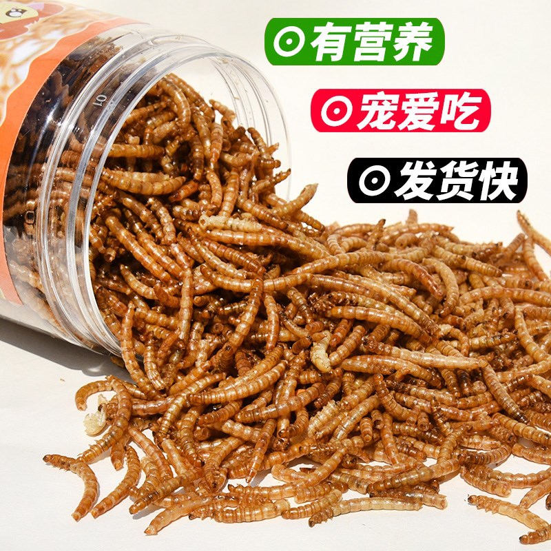 Bread worm dried small hamster food golden bear snack nutrition feed turtle staple food Yellow mealworm dried pet food