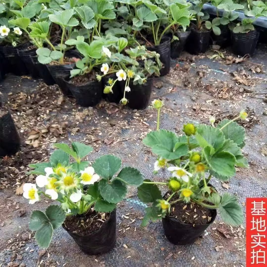 Premium Seedlings for All Seasons Potted Edible Indoor Balcony All-Season Fruit Cream Strawberry Seedlings Red Strawberry