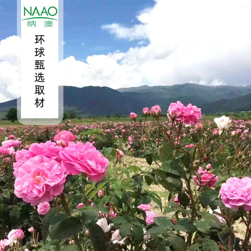 Bulgaria Farm Direct Supply Rose Hydrosol Copper Pot Distilled Damascus Flower Field Rose Hydrating and Moisturizing