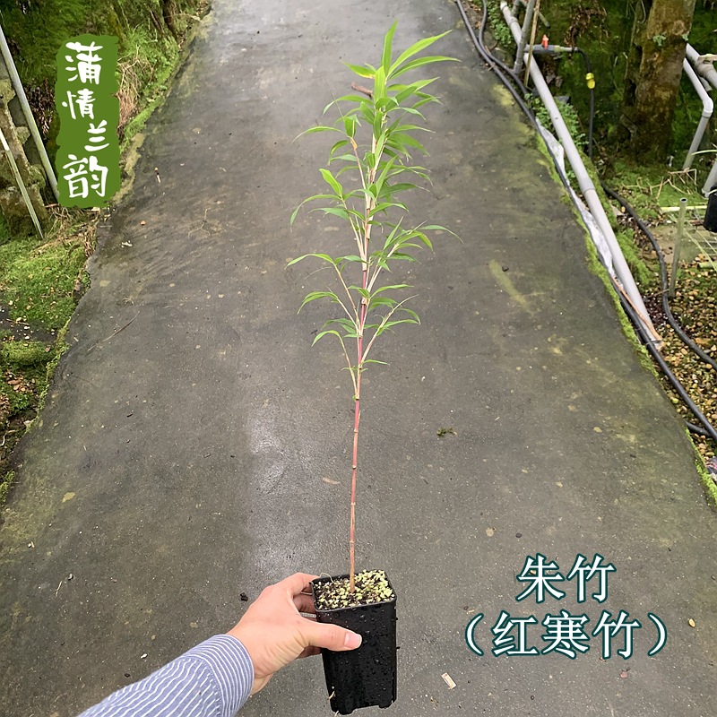 Red Cold Bamboo, Purple Cold Bamboo, Classy Classy Bamboo, Indoor and Outdoor Courtyard Popular Bamboo, Inner Door Bamboo, Rice Bamboo