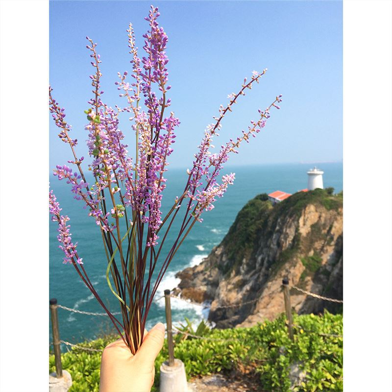 Phnom Penh Ophiopogon Japonicus Seedlings House Courtyard Lawn Greening Ground Cover Grass Flower Shade-Tolerant Broad-Leaf Ophiopogon Japonicus Cold-Resistant Auspicious Grass