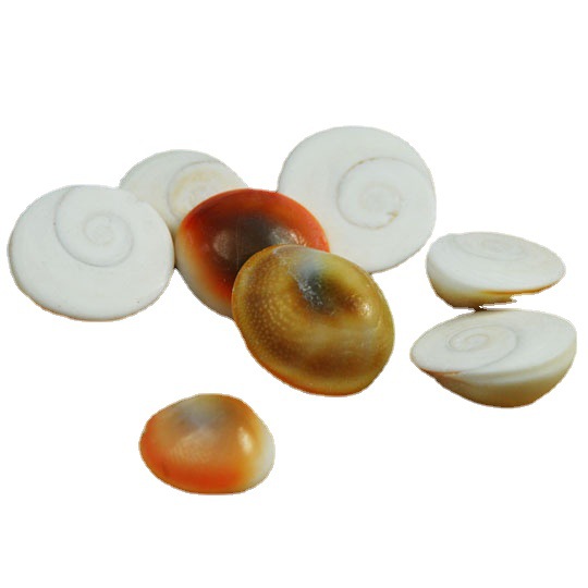 Sun Shell Trumpet Sun Shell Hard Shell Conch Shell diy Home Fish Tank Floor Collection Screw Cover 1-2cm