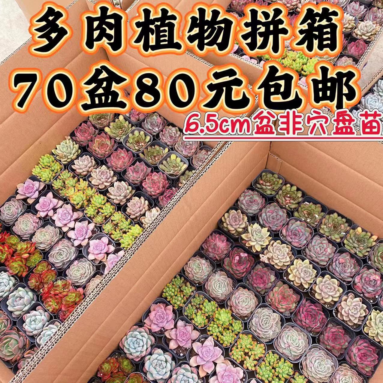 Суккулент Lcl Stall с горшечными растениями 70 горшков цветочных растений оптом бесплатная доставка хорошее обслуживание подарки 6 см