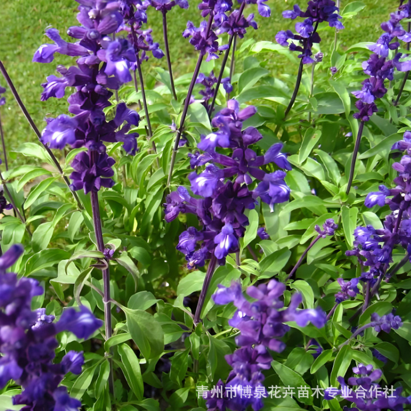 Саженцы цветка шалфея, саженцы в горшках, саженцы для инженерных проектов, цветочные базы для Дня национального единства и весеннего фестиваля