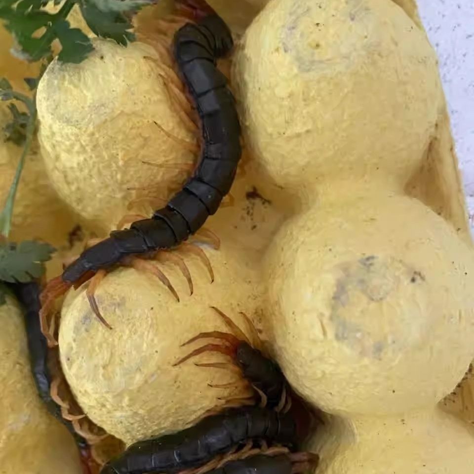 Scorpions, Centipedes, Earth Elements, Fresh Insects, Tiger-Headed Bees, Cockroaches, Dung Beetles, Grubs, Black Ants