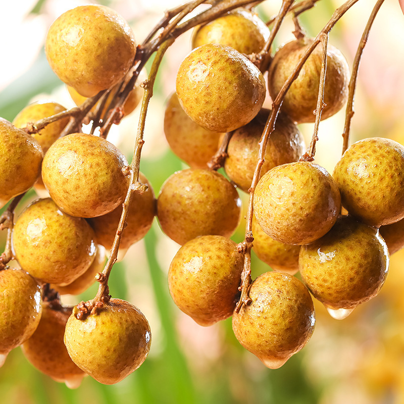 Fresh Imported Longan from Taiwan, Seasonal Fruit, Non-Stone, Large Fruit for Pregnant Women, Free Shipping Per Box