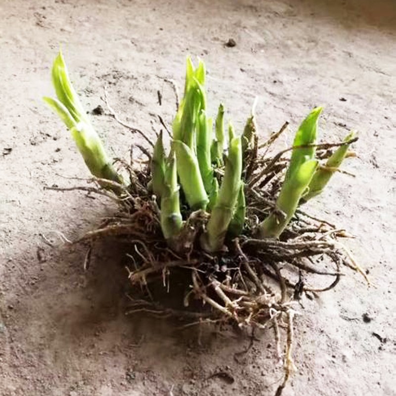 foliage jade hairpin flower seedling plant Phnom Penh mosaic flower indoor potted flower bed perennial green plant cold and drought tolerance