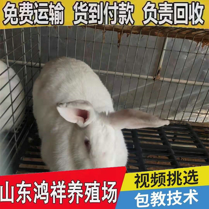 Hongxiang Large-Scale Breeding Rabbit Farm Spot Promotion High-Yield Meat Rabbit Breeding Rabbit Cash on Delivery Breeding Rabbit Wholesale Price
