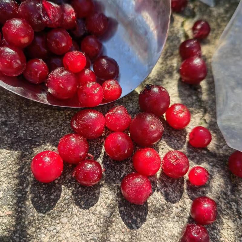 Клюквенно-краснобобовый аккорд, быстро замороженные свежие фрукты, фруктовый джем, низкокалорийная замена пищи, холодная цепь Sf, бесплатная доставка
