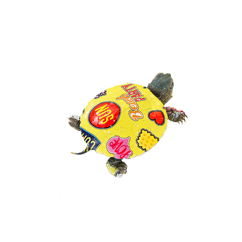 Source factory colorful little turtle Brazilian turtle colorful little turtle live Net red color little turtle ornamental color turtle