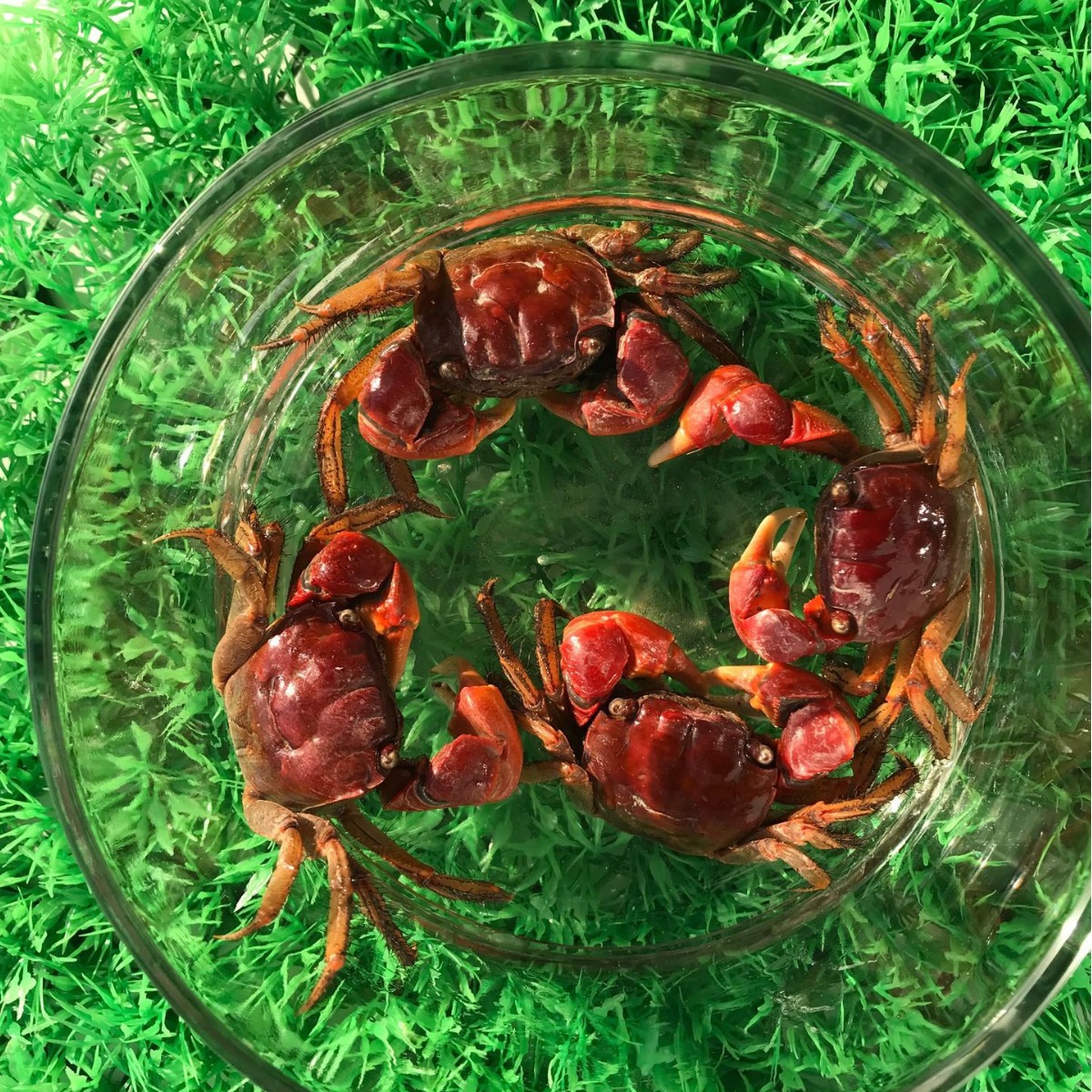 Hand crab living red Aoao ornamental crab pepper crab general crab Independent box packaging bag transportation risk large wholesale