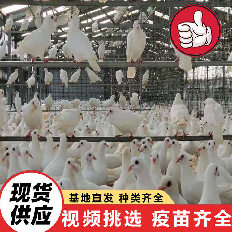 White-Feathered King Pigeon for Feeding in Scenic Spots, Interactive Square Pigeons, Live Pigeon Chicks for Scenic Spots