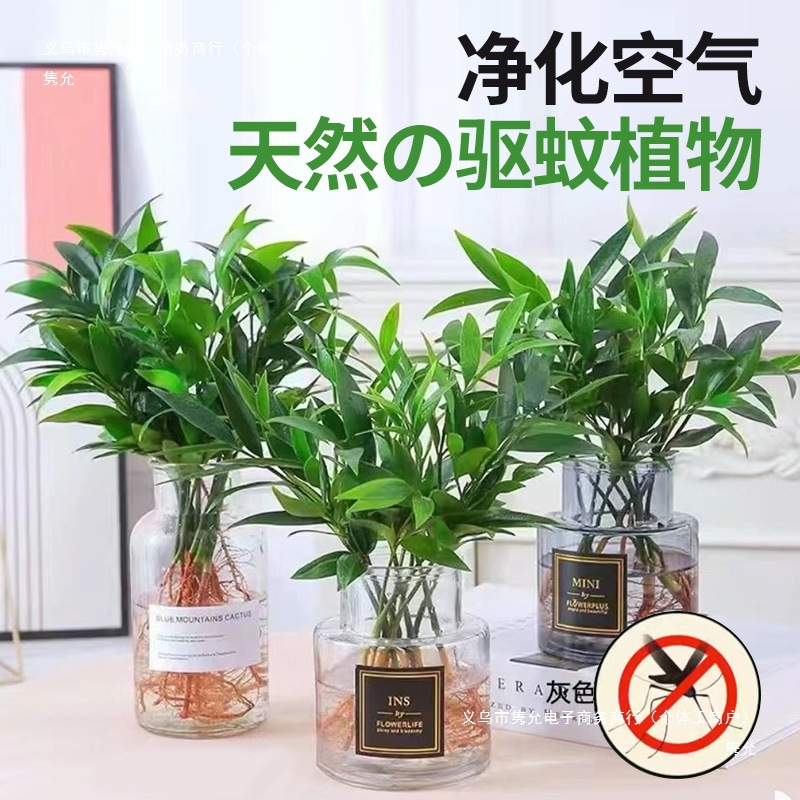 Bamboo and Cypress Mosquito Repellent Bamboo Hydroponic Plants Indoor Living Room Water-Cultured Green Plants Flower Pots Office Desktop Easy to Maintain in All Seasons