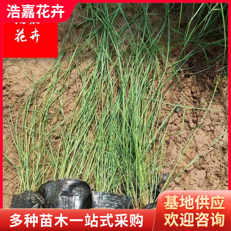 Fendai Grass Potted Perennial Park Greening Grass Flower Sea Greening Hairy Grass Seedlings