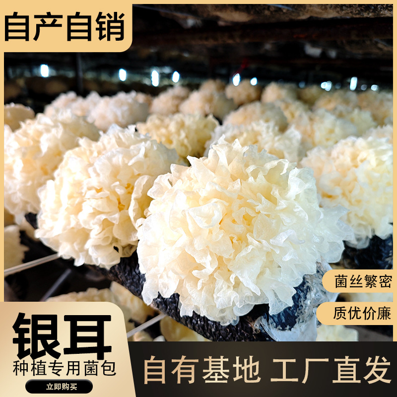 Пакеты мицелия гриба серебряного уха и палочки в наличии, оптовая продажа, быстрая доставка.