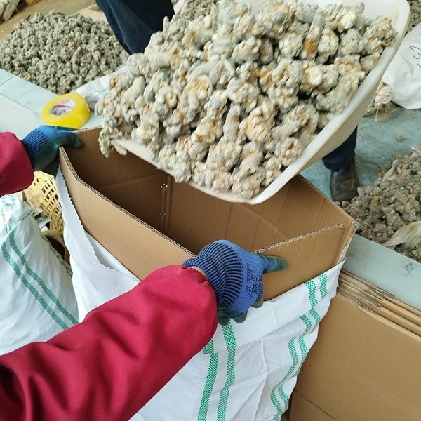 New goods Yunnan Wenshan Tianqi 20 head 30 head 40 head can be used to mill spring notoginseng origin wholesale origin direct sales