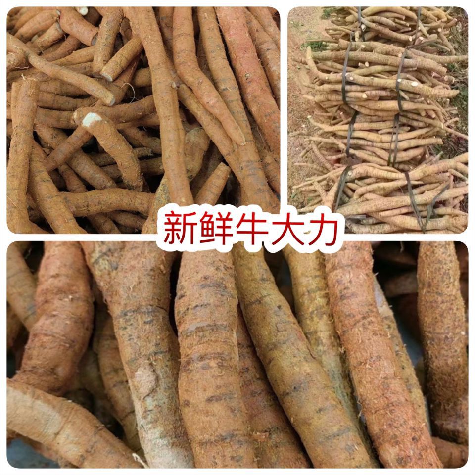 Fresh Cattle Vigorous Exhibition Stall Fresh Cattle Vigorous Autobian Middle-of-age Compassion Cattle Vigorously Dried Cattle