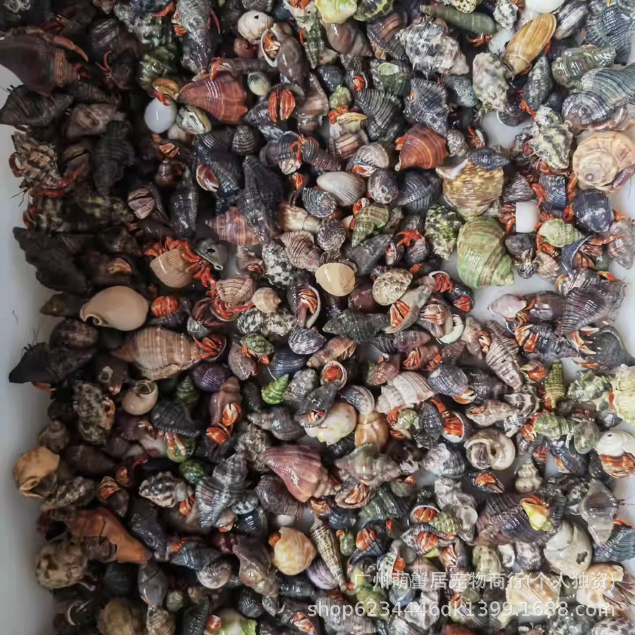 Terrestrial hermit crab live wholesale primary source of wholesale strawberry blackberry gray short wrist dark purple