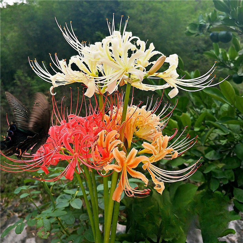 Lycoris Bulbs, Bulbs, Florals, Courtyard Balcony Planting Lycoris Bulbs, Potted Plants, Red Bianhua Florals