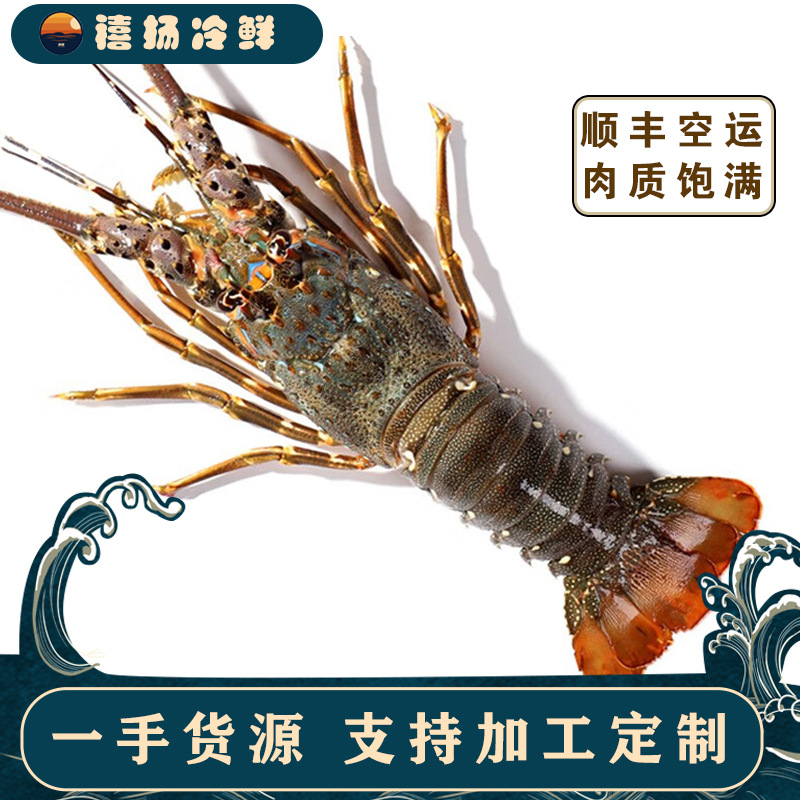 Живые замороженные крупные лобстеры, дикие креветки, быстро замороженные бостонские лобстеры, свежие морепродукты, оптовая продажа
