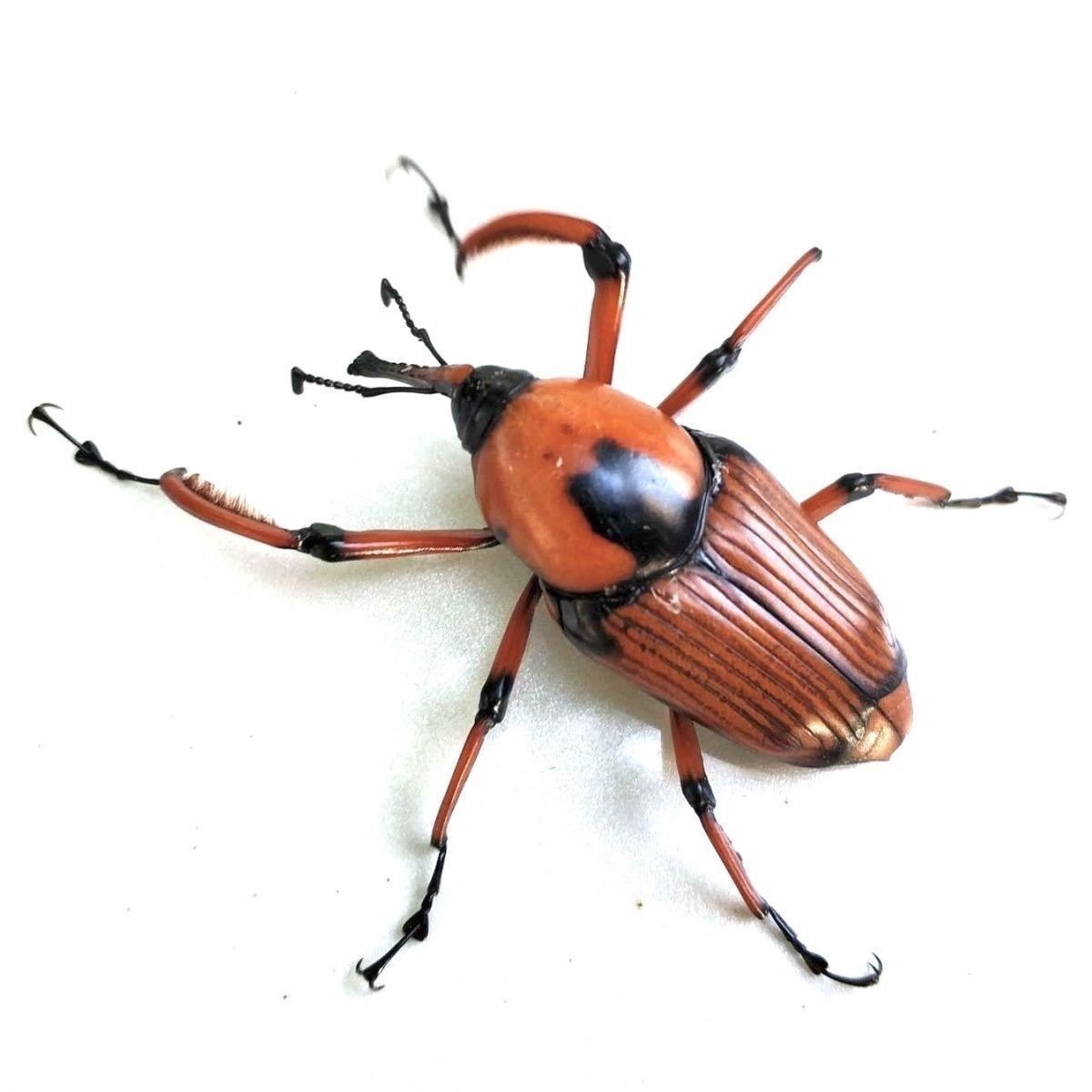 Artificially Bred Seed Insects, Bamboo Insects, Coconut Insects, Bamboo Insects, Insects, Live Insects, New Cocoon Packages, Delivered to Your Home