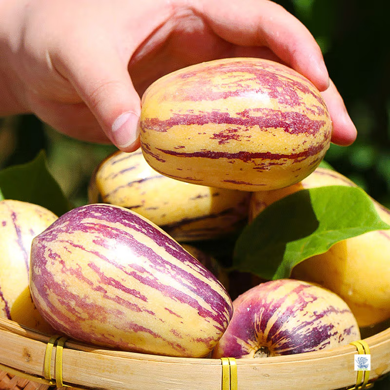 Gansu Minqin Desert Tree-Ripe Ginseng Fruit 4.5kg Seasonal Fresh Fruit Yellow Flesh Large Fruit Wholesale for Pregnant Women