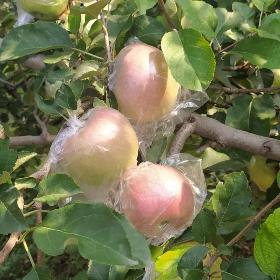 Shandong Red Fuji Origin Straight Hair Apple 2.5kg Red Slices Red Fuji Apple Dropshipping