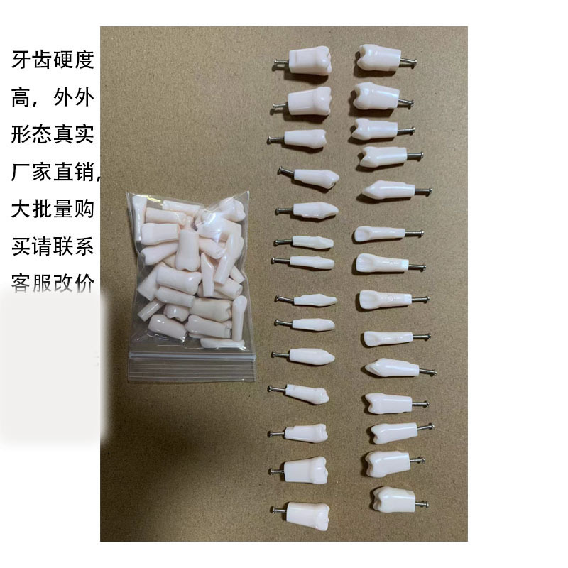 Spot High-Quality Dental Teaching Tooth Preparation Examination Practice 28 Teeth Soft Gum Tooth Model Resin Teeth
