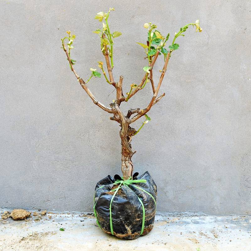 Grapevine Giant Peak Summer Black Sunshine Rose Grape Seedlings Extra Large Courtyard Climbing Vine Saplings Planted in the North and South