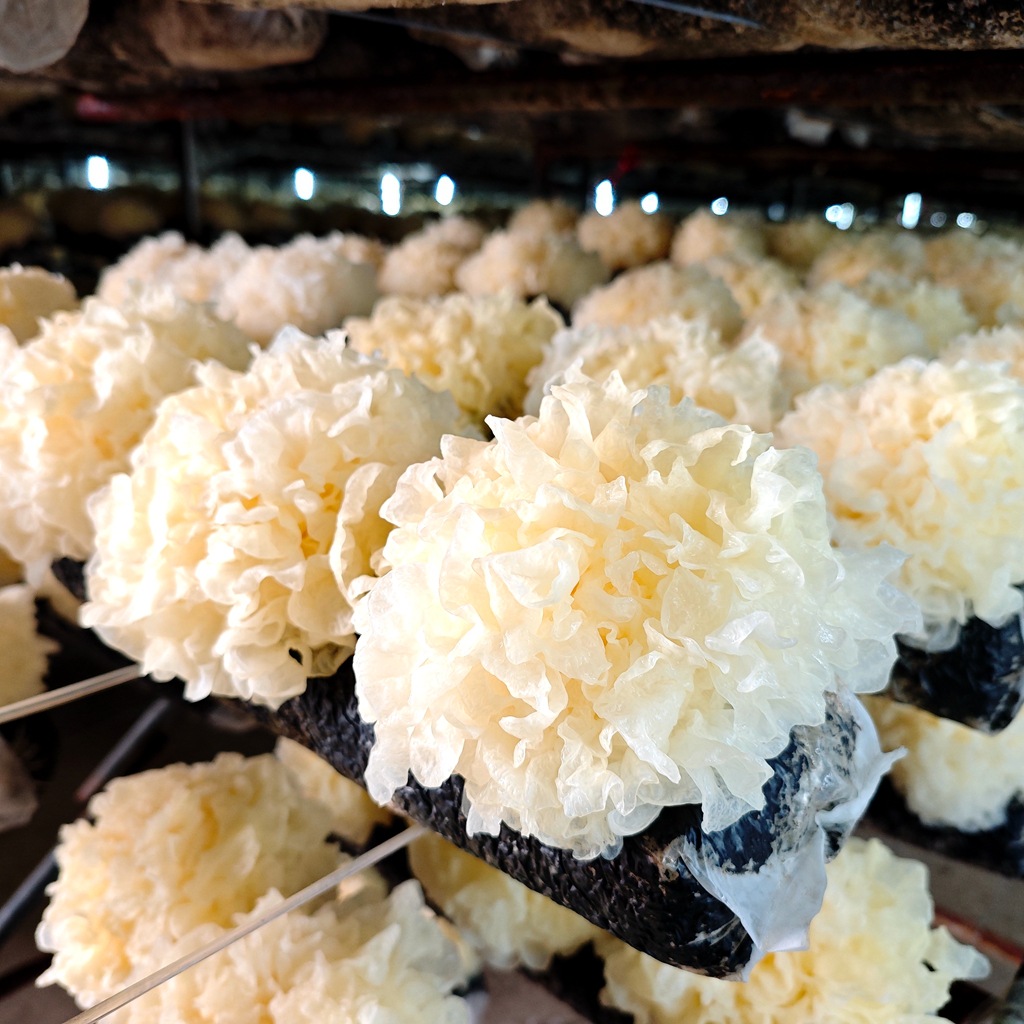 Silver Ear Mushroom Spawn Bags and Spawn Sticks Are in Stock, Spawn Bags and Sticks Produce Mushrooms Evenly, Wholesale, Fast Delivery, High Yield Spawn