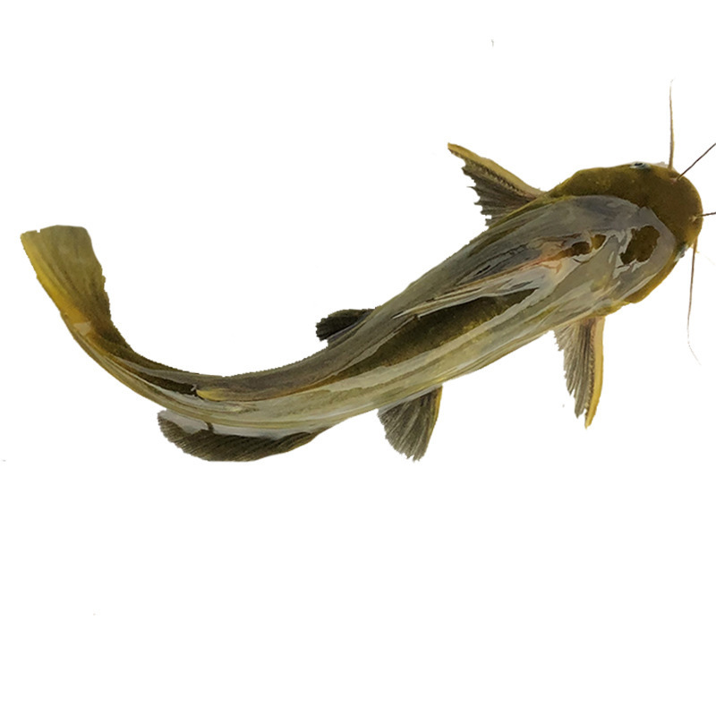 High-Quality All-Realgar Catfish Seedlings, Yellow-Bone Fish, Yellow-Bone Fish, Yellow-Spicy Croaker Seedlings, Ang-Thorn Fish Seedlings, Live Package, Delivered to Your Home