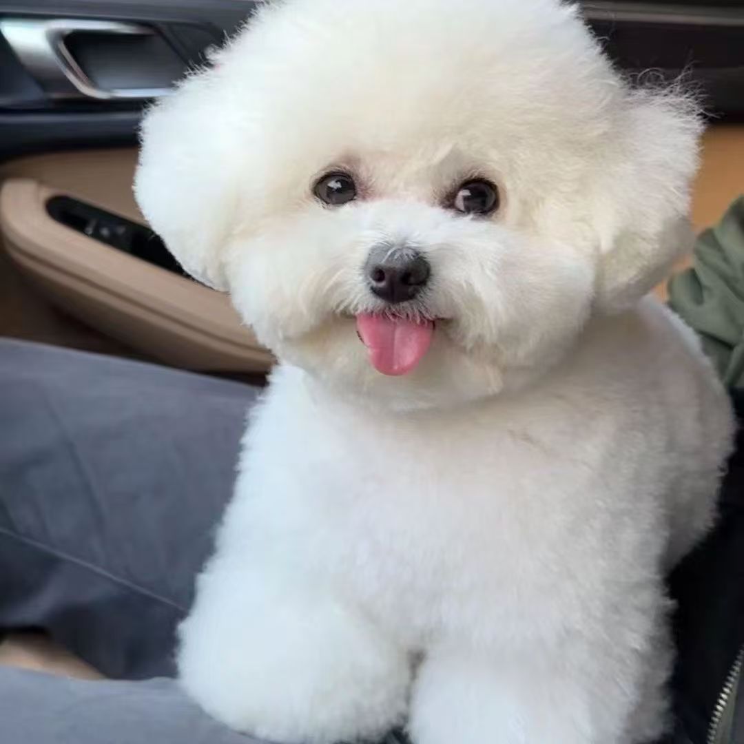 Wholesale Bichon Frize Puppies, Teacup Dogs, Puppies, Live Dogs, Puppies, Pet Dogs, Purebred Dogs, Small Size Dogss, Toy Dogs