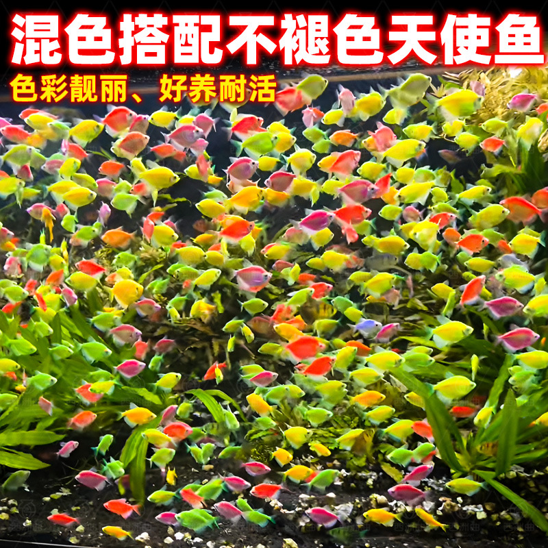 Angel fish live tropical ornamental fish red blue purple yellow green jade tiger green apple red yellow fishing farm wholesale