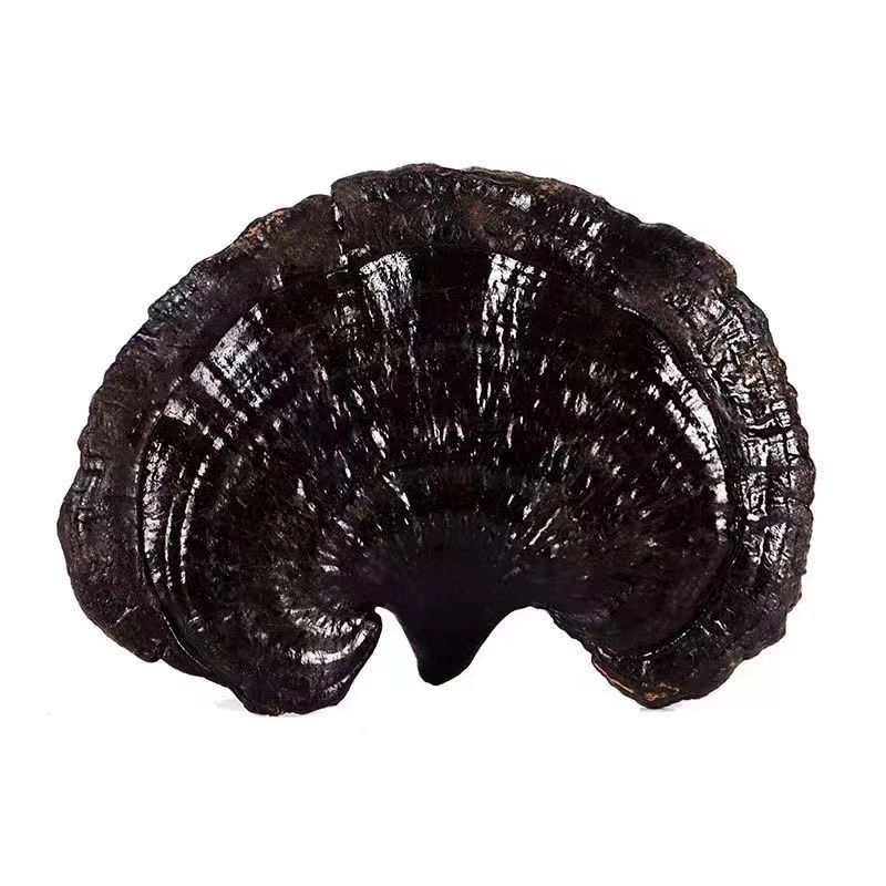 Wholesale black ganoderma lucidum whole not bitter gift box large base straight hair without handle can be sliced recruitment agent soup