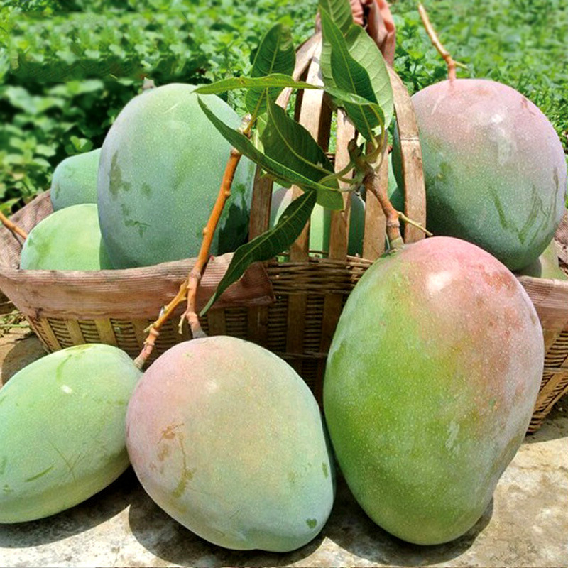 [First-Class Fruit] Sichuan Panzhihua Kate Mangdai 2.5kg Sweet and Glutinous Big-Faced Mango Fresh Fruit Gift Box