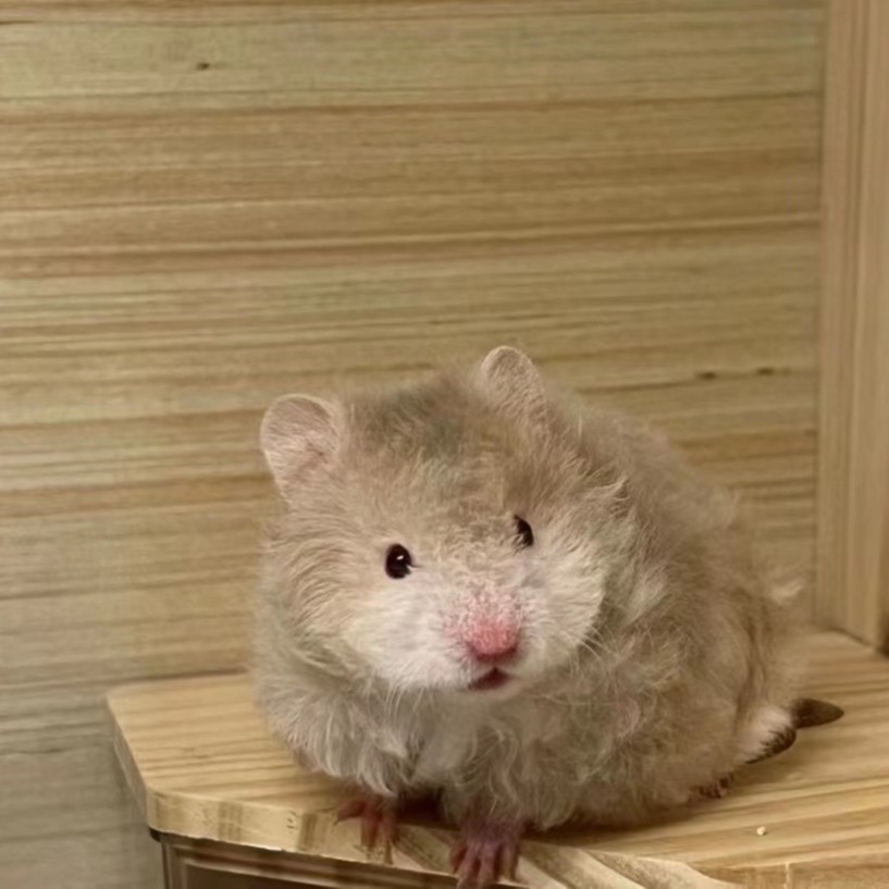 Domestic Hamster Live Animals Have Been Vaccinated, a Pair of Three-Line Golden Bears, Live Hamster Pets