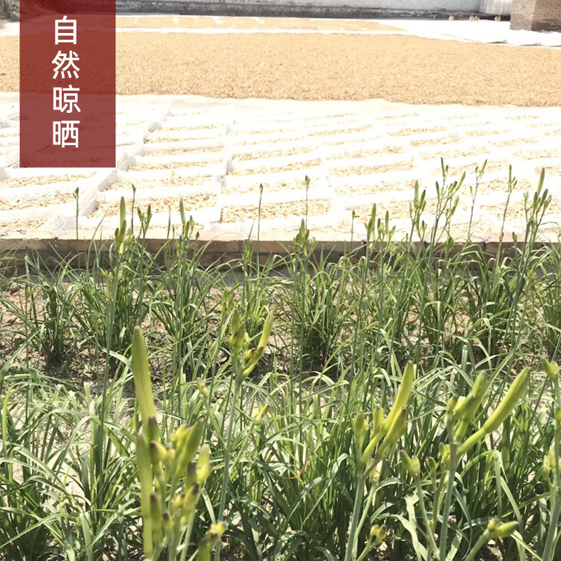 2025 New Daylily Dried Goods Daylily Wangyoucao Straight Daylily Origin Manufacturer Spot Wholesale