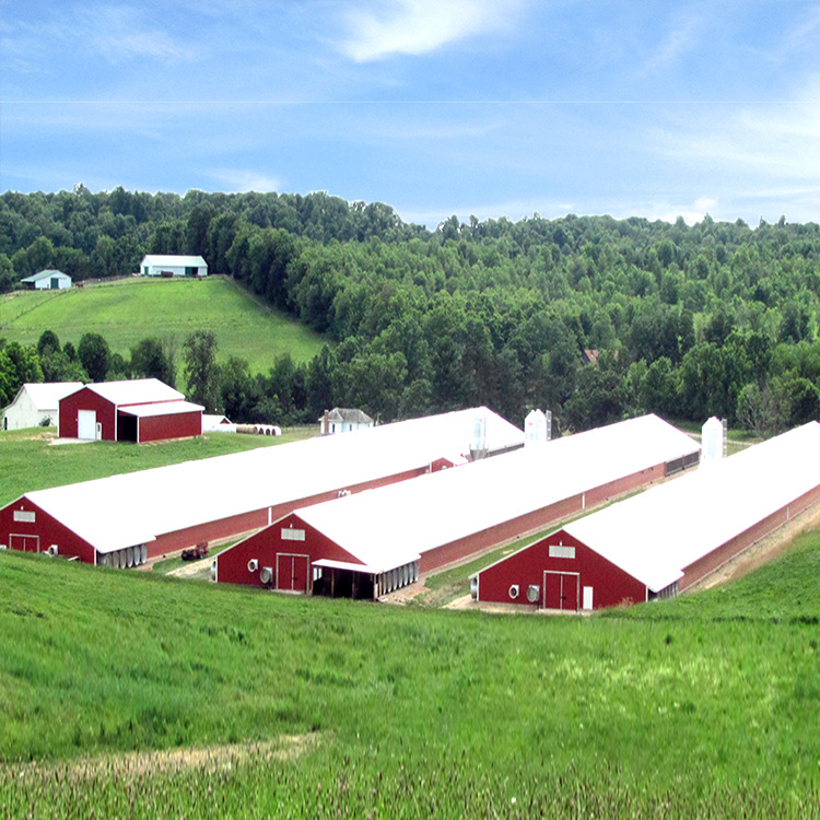 Steel Structure Chicken Coop Exports Produce Modernized Prefabricated Chicken Coop Steel Structure Chicken Coop Chicken Poultry House