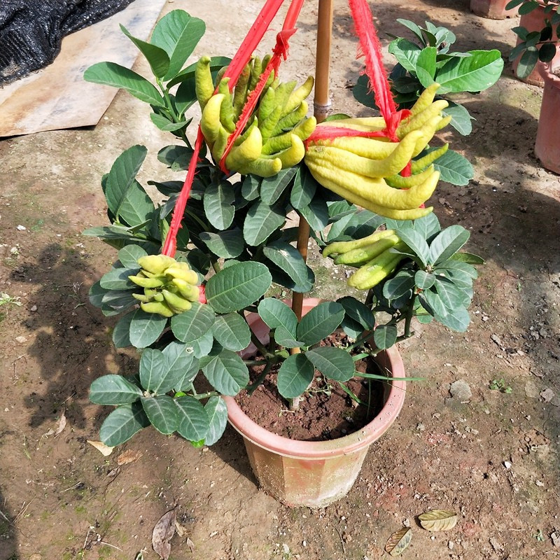 Dropshipping of Thousand-Fingered Buddha Hand Tree Potted Bergamot with Fruit Flower Golden Buddha Hand Sapling Edible Plant Fruit Tree